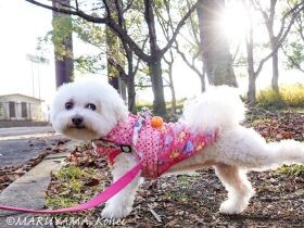 ５歳のときにやってきたビション・フリーゼの「コロン」　ぐんぐん成長中！