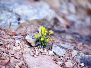 「やりたいことを」と退職して気づいた欲しいもの。つまり「安心感」