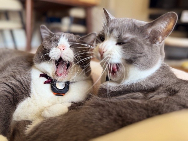 あくびがシンクロ！ 仲良し兄弟（左から）ごましおくん、しらたまくん（画像提供：わがやのねこさん）