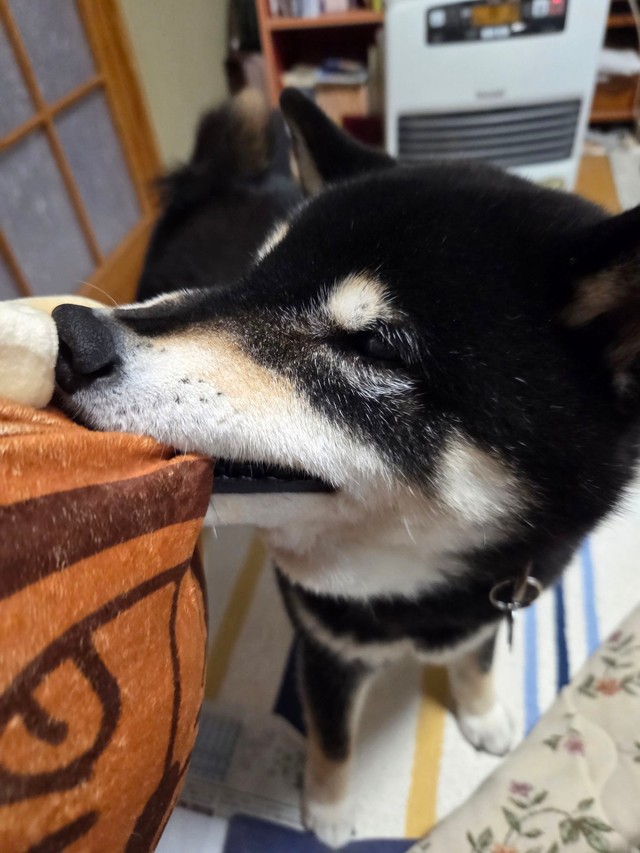 「趣味は柔らかい生地のものを飼い主と引っ張りあうことです。でも、こちらが投げたものを持ってきたことはありません。飼い主が取りに行くスタイルです」（提供：mmtさん）