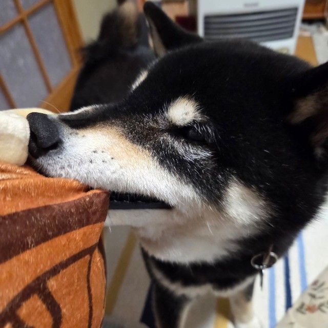 「趣味は柔らかい生地のものを飼い主と引っ張りあうことです。でも、こちらが投げたものを持ってきたことはありません。飼い主が取りに行くスタイルです」（提供：mmtさん）