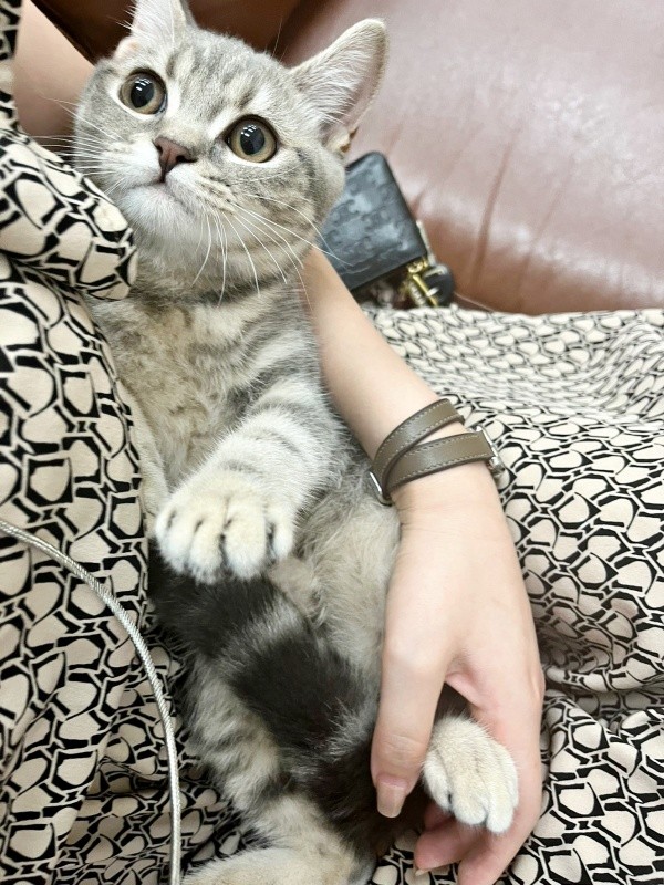 抱っこされてリラックスするはまちくん（画像提供：ごまちよ 0y(2024.07)さん）