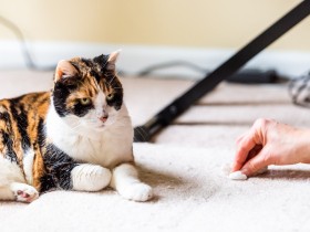 愛猫が吐いた！獣医師に聞く、猫の嘔吐の原因とその対処法とは