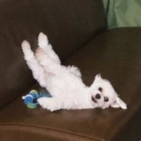 変なポーズでくつろぐほたてくん（提供：ほたてさん）※一部トリミング

