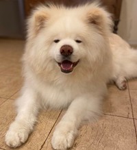 もふもふの毛並みとつぶらな瞳が可愛い！（たすけのかあさんTwitterより）