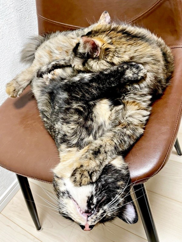 「境目どこ！？」 抱き合って眠るわさびちゃん（手前）、ねぎちゃん（奥）（画像提供：おたまさん）