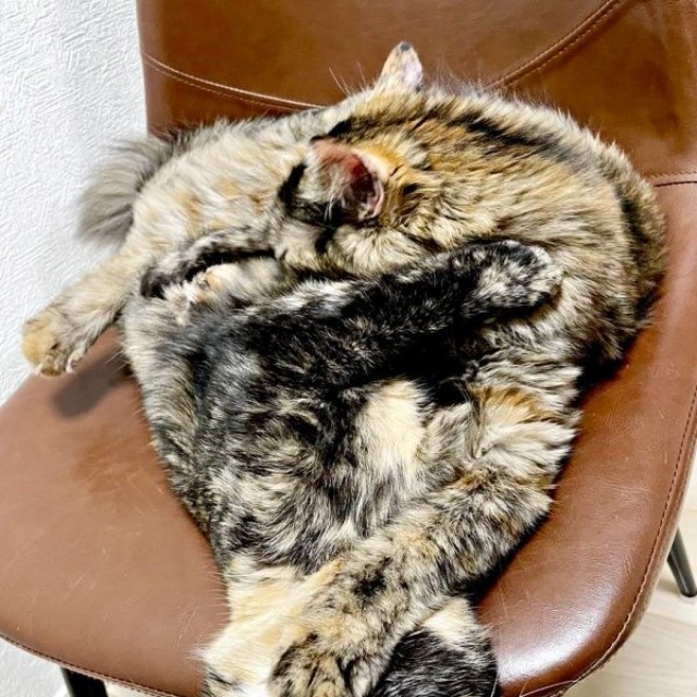 「境目どこ！？」 抱き合って眠るわさびちゃん（手前）、ねぎちゃん（奥）（画像提供：おたまさん）