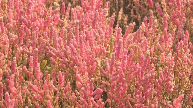 海岸沿いの限られた湿地に生える植物「アッケシソウ」（2021年撮影／浅口市寄島町）