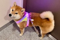 お散歩待ち中のこむぎくん（提供：シヴァ犬こむぎっすさん）