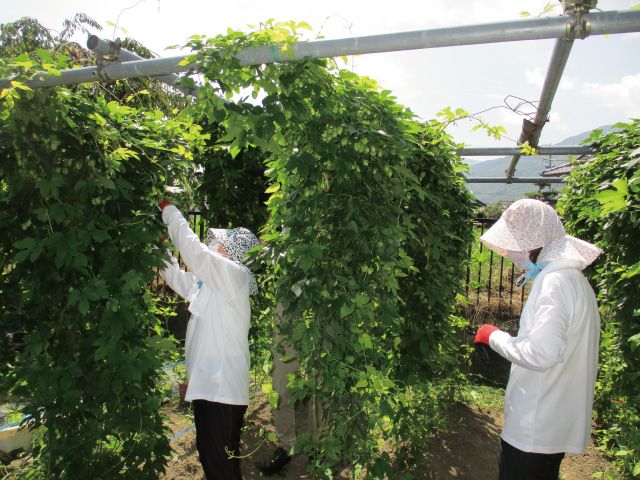 保育園での収穫作業…園児さんが応援する中、メンバーさんが伐採します
