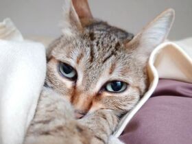 「猫はキライにゃ。ひとりが好きにゃ」　気高く孤高な元保護猫「すもも」