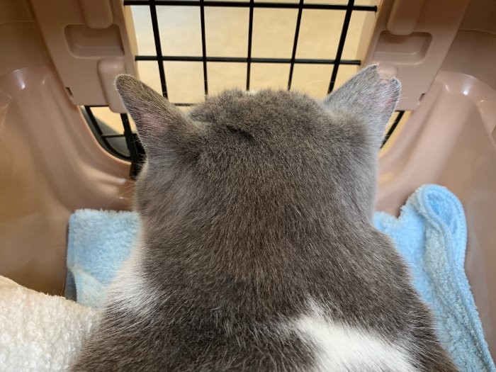 病院で。くまお緊張の後頭部