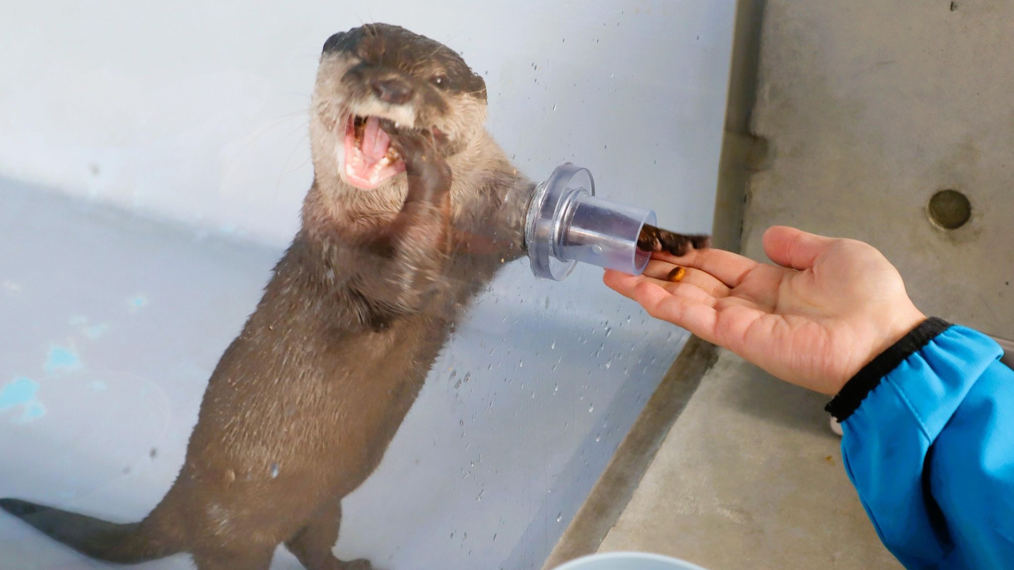 四国水族館でコツメカワウソとふれあい体験 10日から1日限定10人 香川