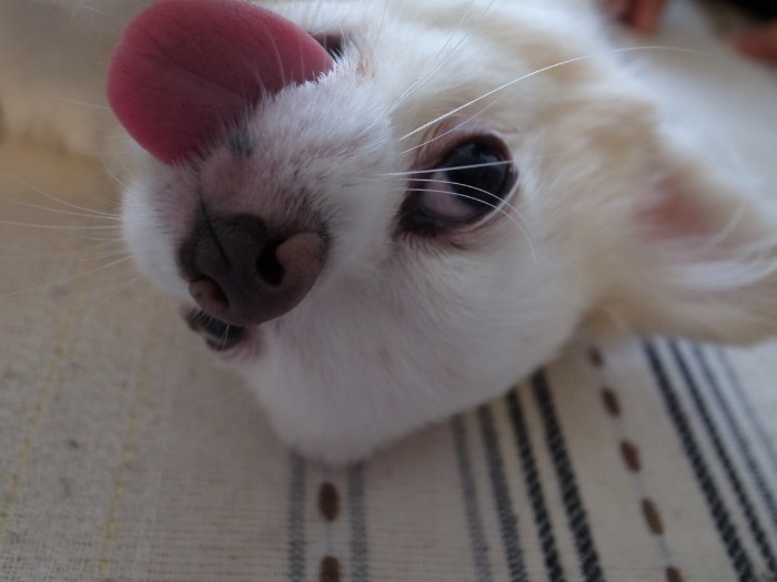 大きな目と舌がチャームポイントだよ