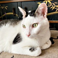 凛々しい表情が素敵なしょうたくん（画像提供：きよダブシャインさん）