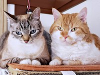 仲良くちょこん！（左から）同居猫のミルちゃん、もやしくん（画像提供：ラムキンのもやし君さん）