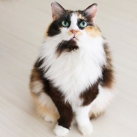 フワフワで貫禄たっぷり