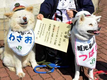 秋田犬の「わさお」、今年も観光駅長に就任！