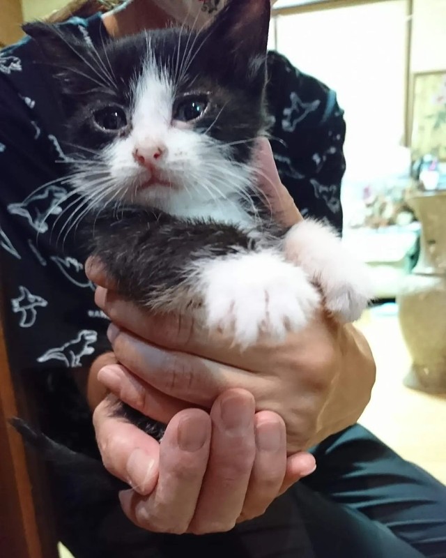 子猫の頃のしじみちゃん。まるでぬいぐるみ。