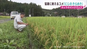 猛暑と雨不足で米が不稔　高温に強い新品種にじのきらめきに注目