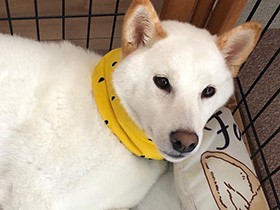 ハーモニカに合わせて「ワオーン」と歌うよ　柴犬の「富士」