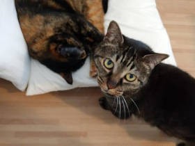 猫ウロウロの法則を解明　相棒と一緒に寝たい猫、1匹で寝たい猫