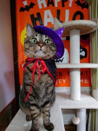 ハロウィンのコスチューム、似合ってるにゃ＝gatita_himawariさん提供