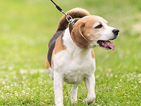 犬を飼うと生活が変わる？！　２、３０代の６割「早起きに」