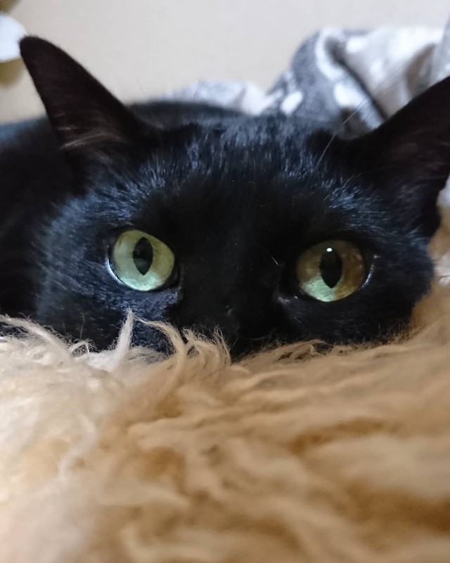 もうゴミを漁らなくていいよ。優しい里親の家で平和に暮らしているニャ