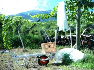 藤巻亮太の旅是好日　実家の葡萄作りから、SDGsを考える