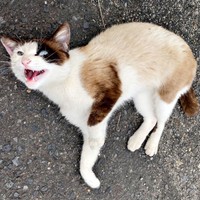 ゴミ捨て場に現れたりぶちゃん（画像提供：べじたりあん。さん）