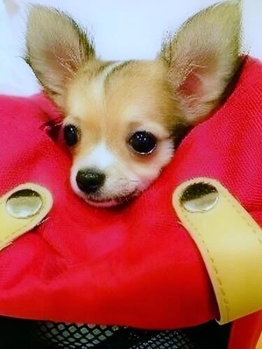 家にきたころの「メロン」