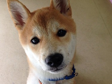 愛犬・愛猫が迷子になったら…　もしものためにマイクロチップを