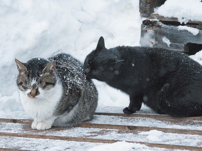 育ての親のカブちゃん。クロちゃんはカブちゃんのお陰で大きくなりました