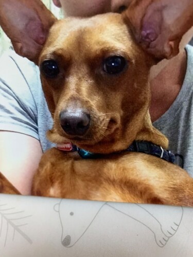 家にきたころの「めいじ」