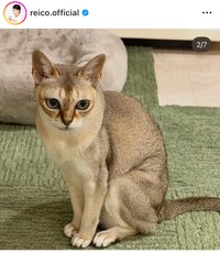 高島礼子インスタグラム＠reico.officialより
