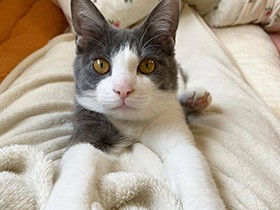 起きて～　MIX猫「かんぱち」、正確な腹時計で朝をお知らせ　