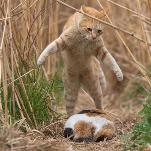 体を大きく見せて威嚇中？（沖昌之 / 辰巳出版）