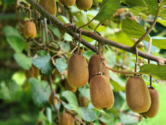 キウイにも「双子」があるって知ってましたか？