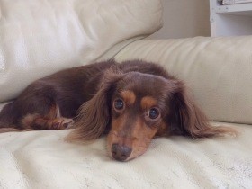 愛犬の突然死　「体は小さいが存在は大きかった」今も家族であることは変わらない