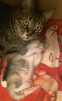 「ドラマにハマるお父さん」みたいになっていた猫、メイちゃん。実はママ猫なんです（提供：にゃんてこった。さん）