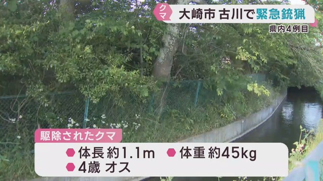 緊急銃猟でクマを駆除　宮城・大崎市　仙台市はクマ対策でＡＩカメラを設置