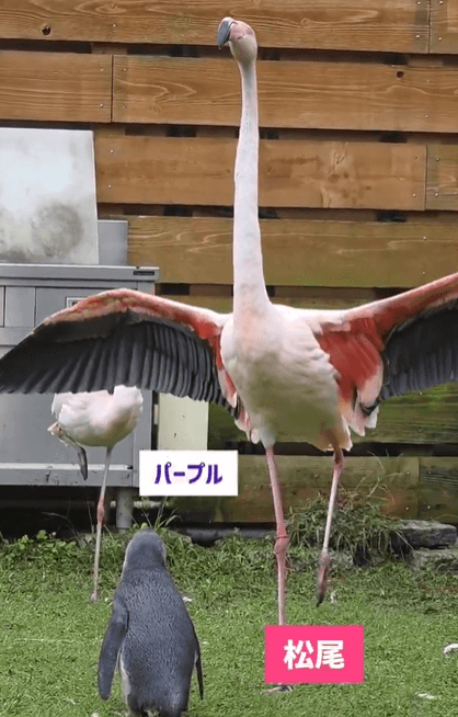 片足立ちの手本を見せるフラミンゴのパープルくん（提供：劇団ペンターズ🐧イマイケルさん）