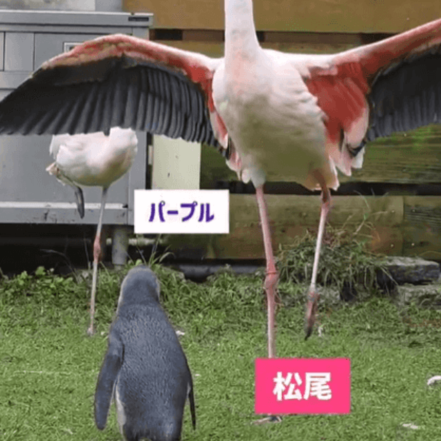 片足立ちの手本を見せるフラミンゴのパープルくん（提供：劇団ペンターズ🐧イマイケルさん）