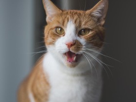 高齢の猫が大声で鳴く、対処法は？　まず動物病院で検査、体の不調や認知症の可能性も