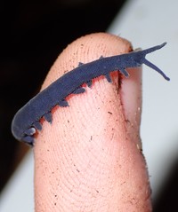 希少なカギムシことベルベットワーム（ニュージーランドの生き物屋さん提供）