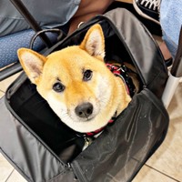 銀行でおとなしく待っていたうにちゃん（画像提供：柴犬のうにさんと白柴のふぐさん）