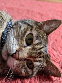 猫型ケーキをガン見していたタコスちゃん（提供：いきさん さん）