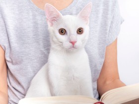 突然死もある猫の心臓病　肥大型心筋症を発症し亡くなるまで、飼い主ができること