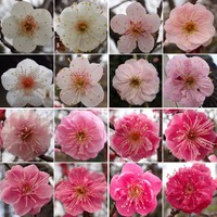 一重、八重、色の濃淡、香りが異なるさまざまな梅が咲き誇る＝K.Sakuraiさん（@arborist_saku）提供